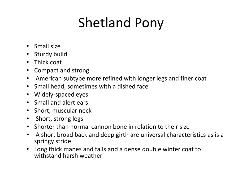 shetland pony