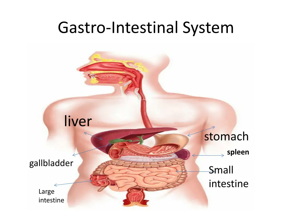 gastro intestinal system