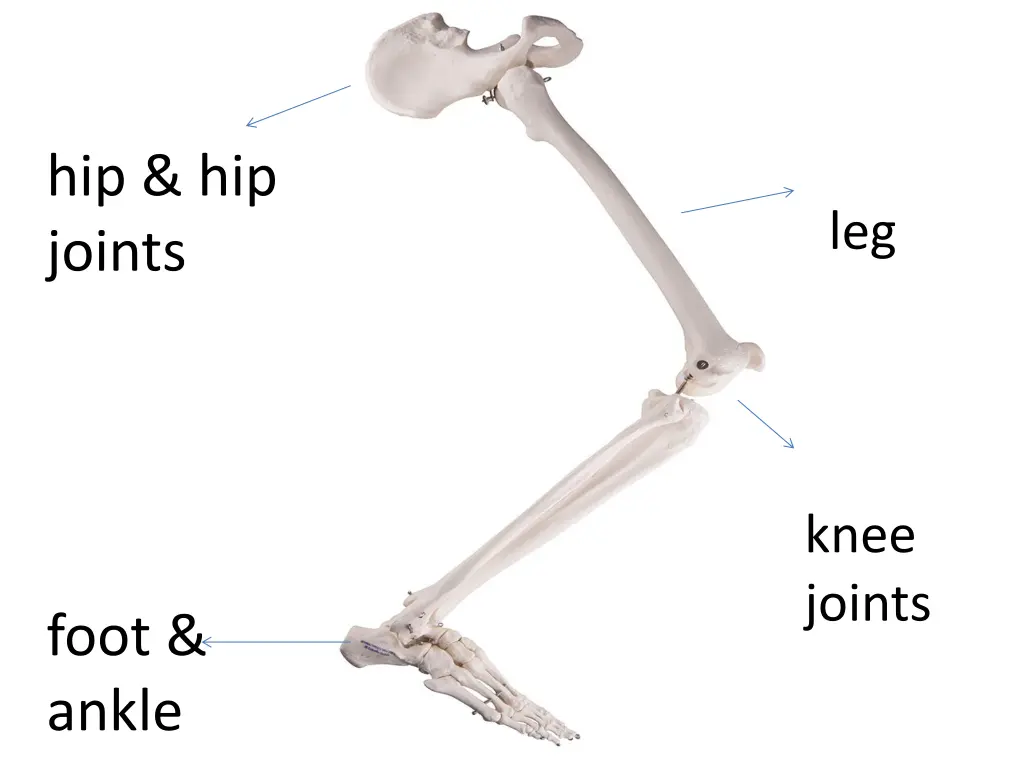 hip hip joints