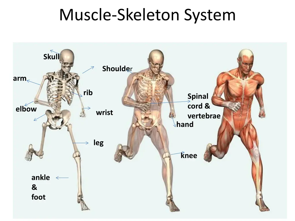 muscle skeleton system