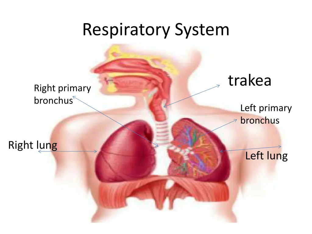 respiratory system