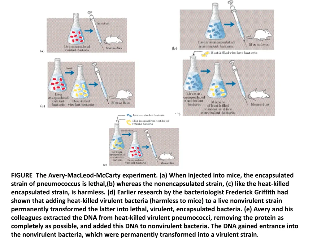 figure the avery macleod mccarty experiment