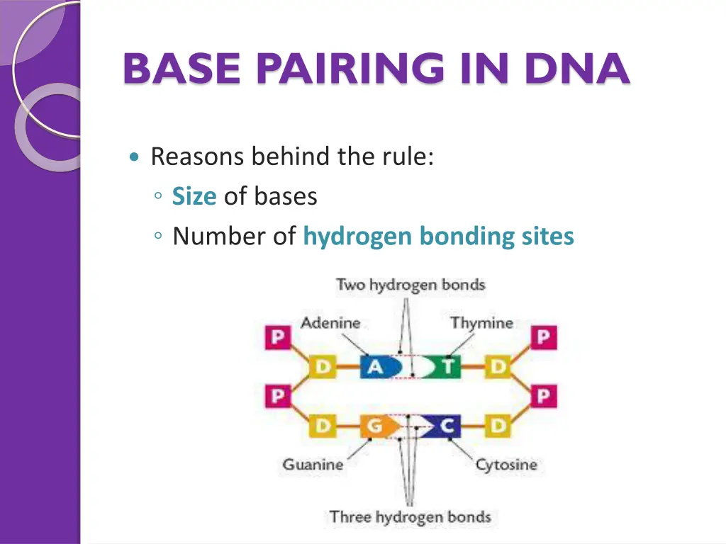 base pairing in dna 1