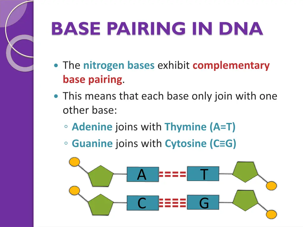 base pairing in dna