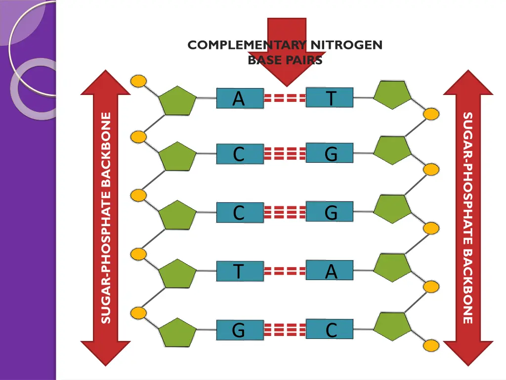 complementary nitrogen base pairs