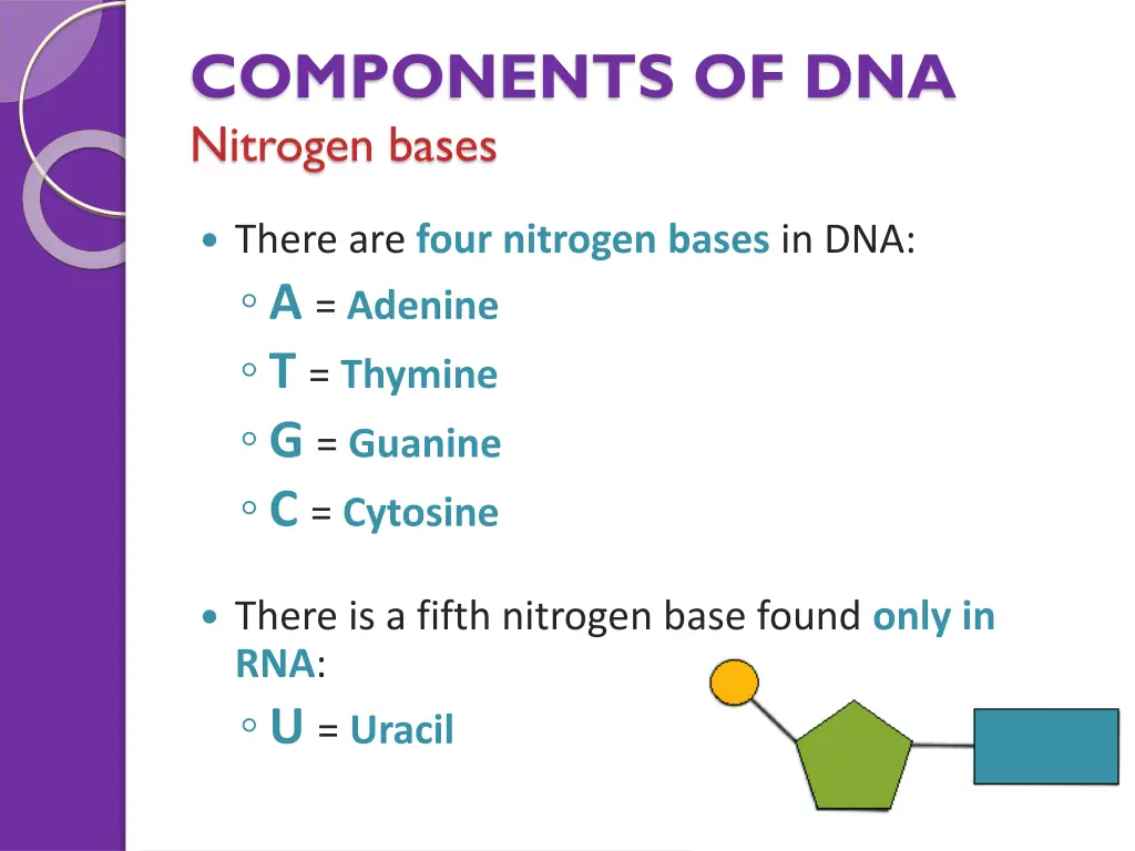 components of dna nitrogen bases