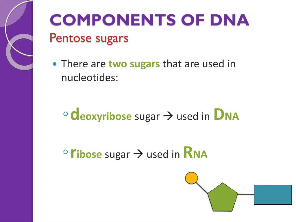 components of dna pentose sugars