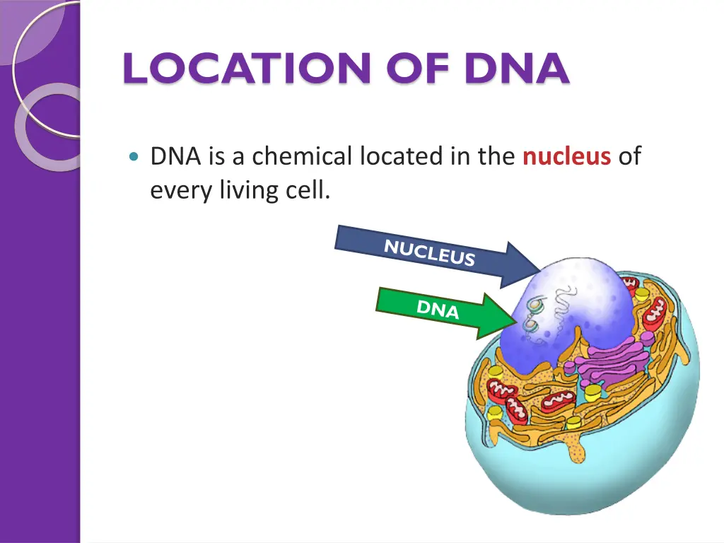 location of dna 1