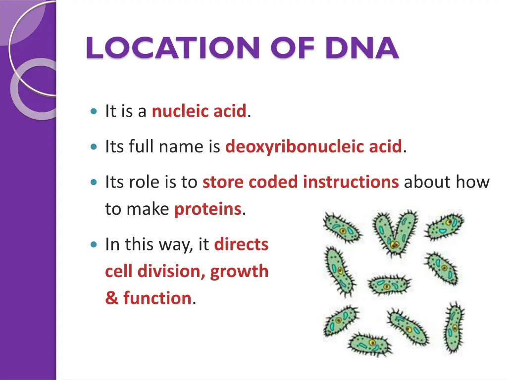 location of dna 2