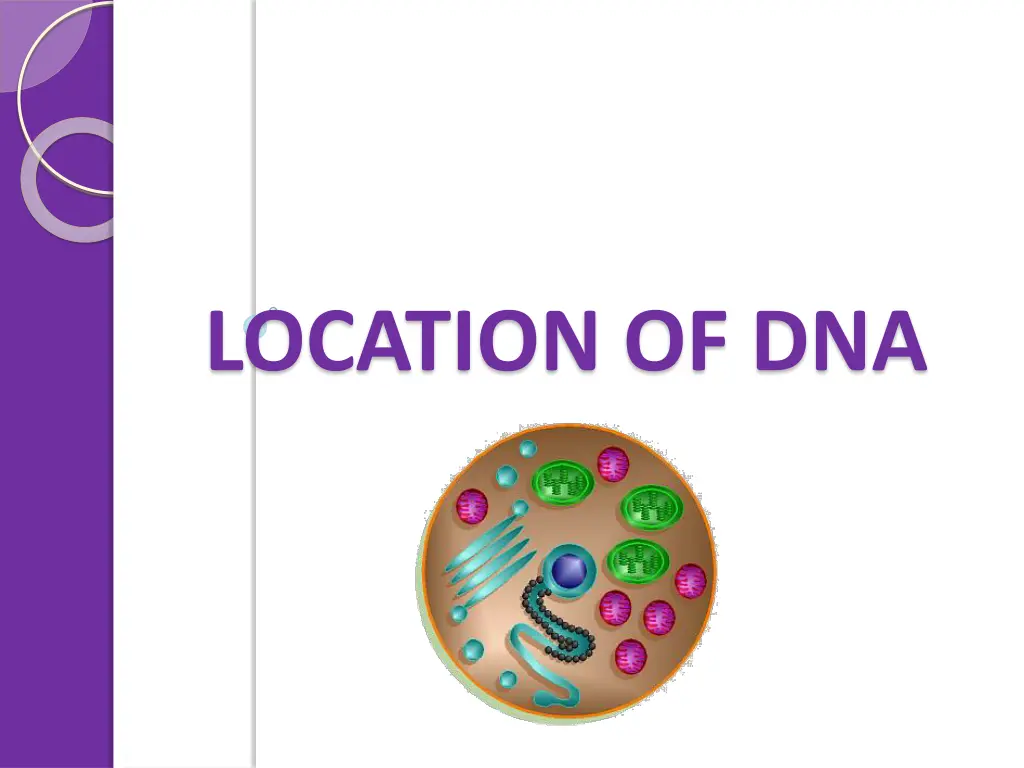 location of dna