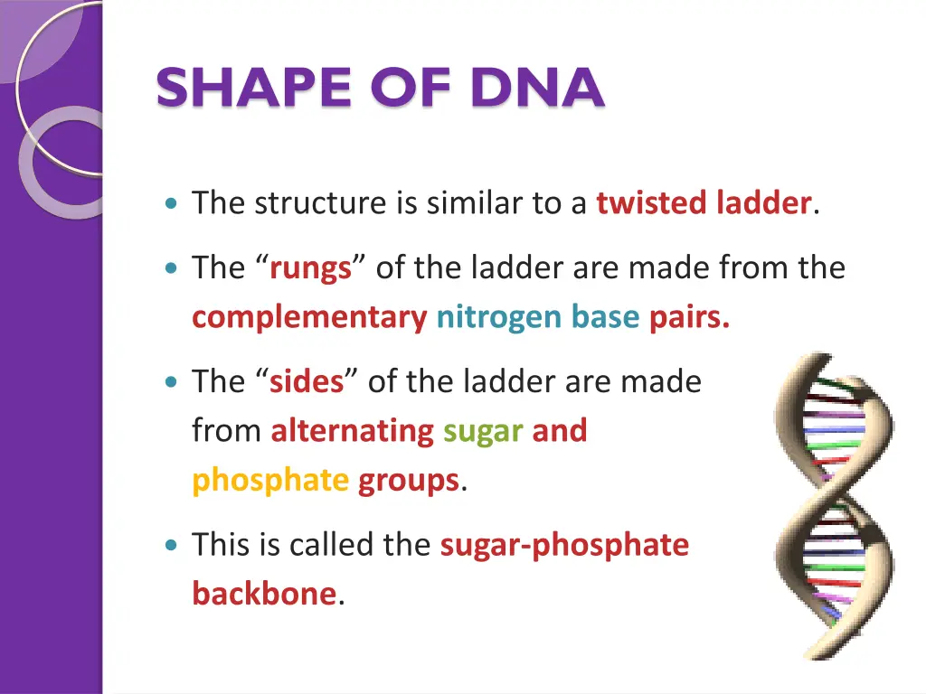 shape of dna 2