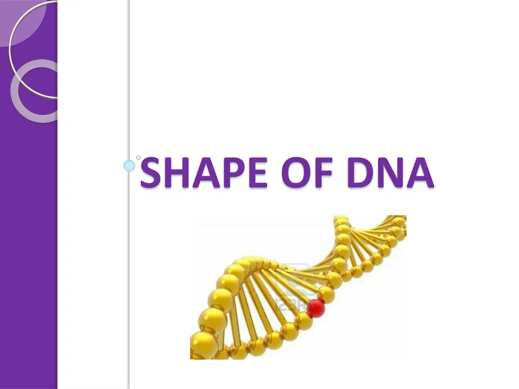 shape of dna