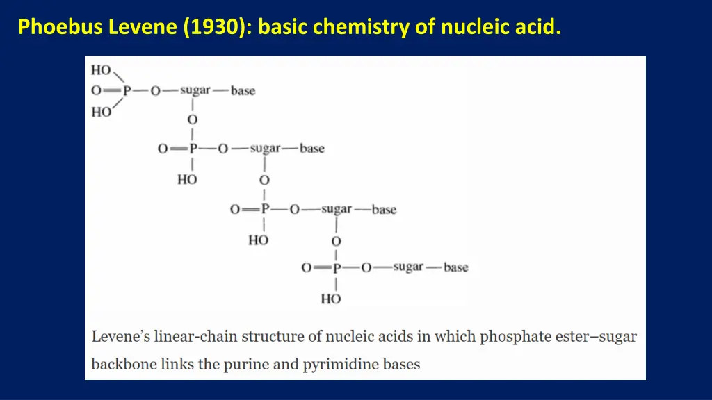 phoebus levene 1930 basic chemistry of nucleic 1