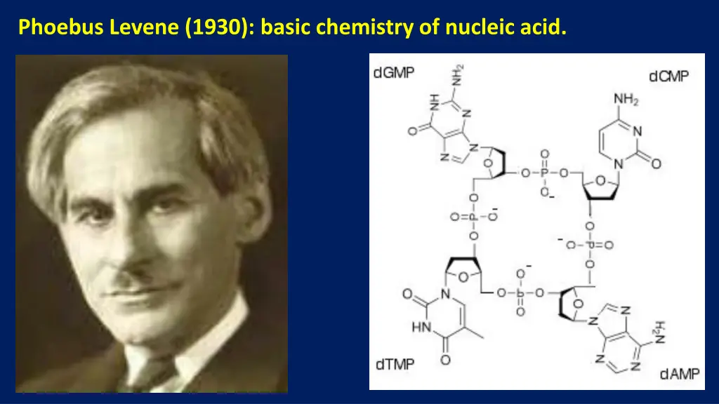 phoebus levene 1930 basic chemistry of nucleic 2