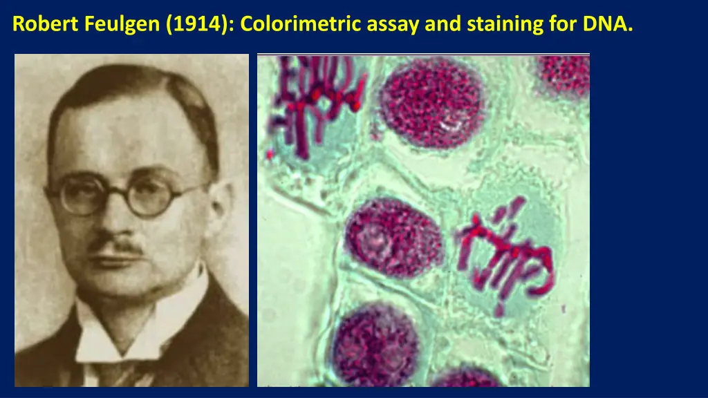 robert feulgen 1914 colorimetric assay