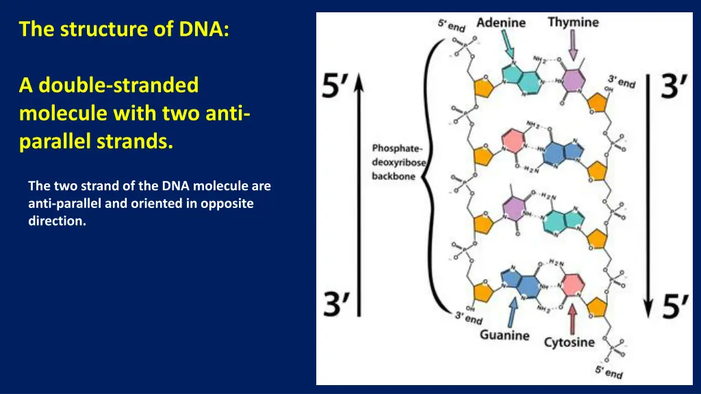 the structure of dna 1