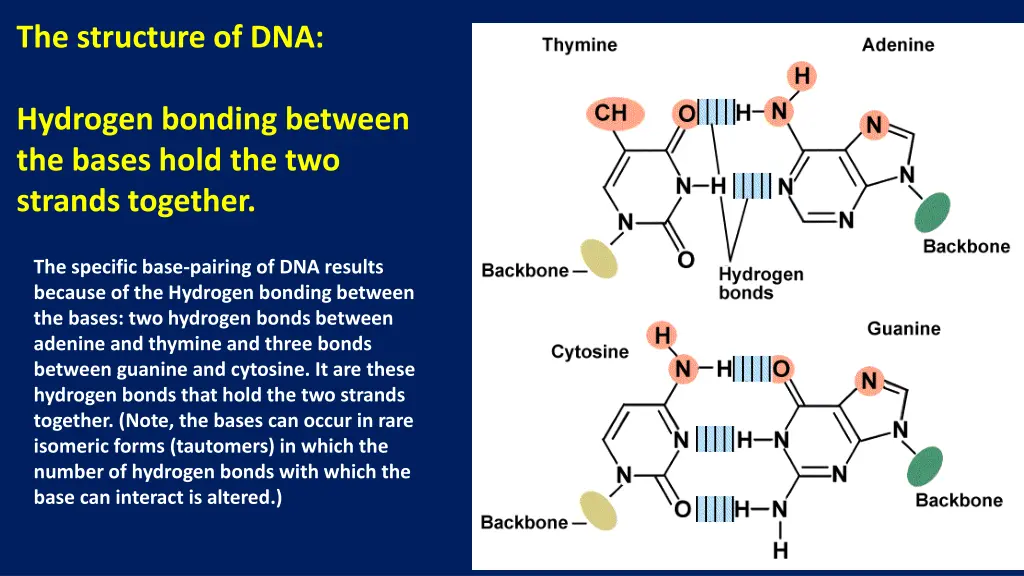 the structure of dna 2