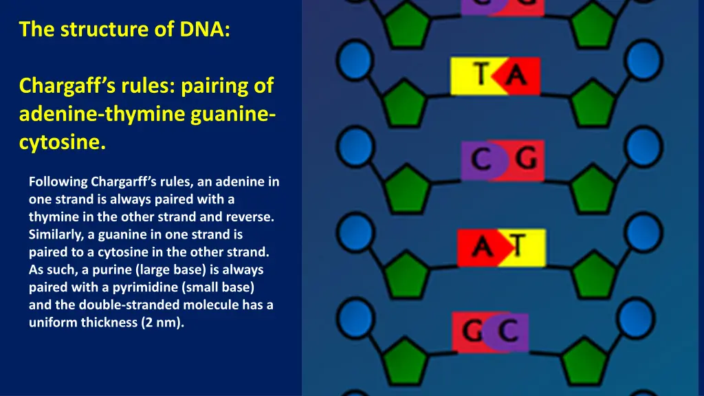 the structure of dna chargaff s rules pairing