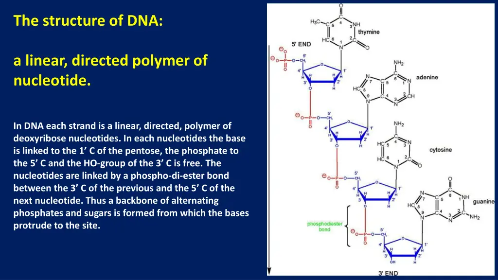 the structure of dna