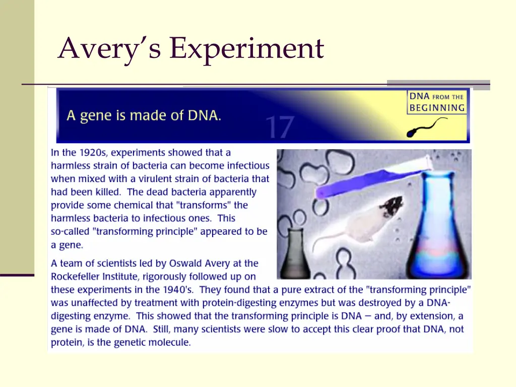 avery s experiment