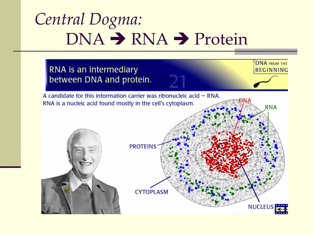 central dogma dna rna protein