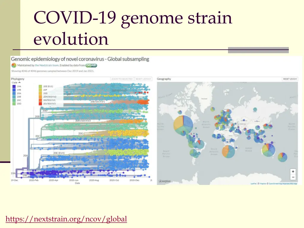 covid 19 genome strain evolution