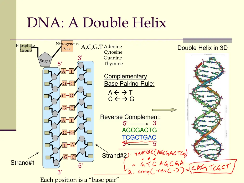 dna a double helix