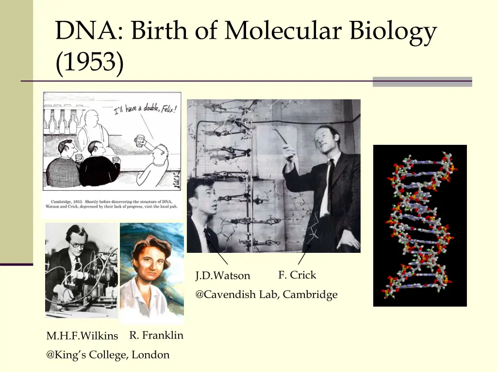 dna birth of molecular biology 1953