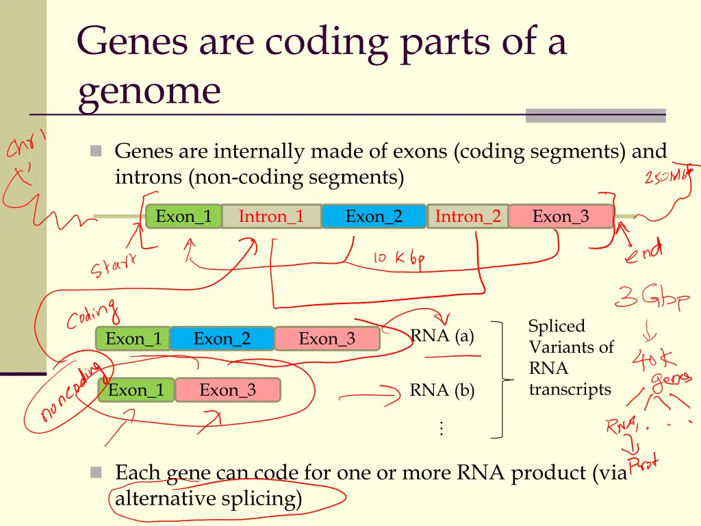 genes are coding parts of a genome