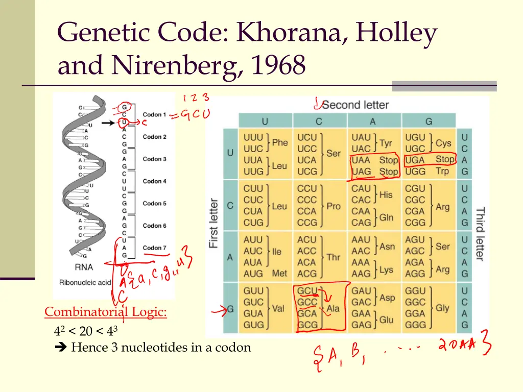 genetic code khorana holley and nirenberg 1968