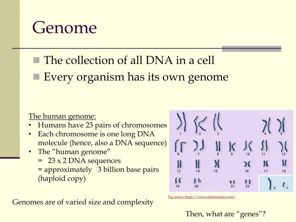 genome