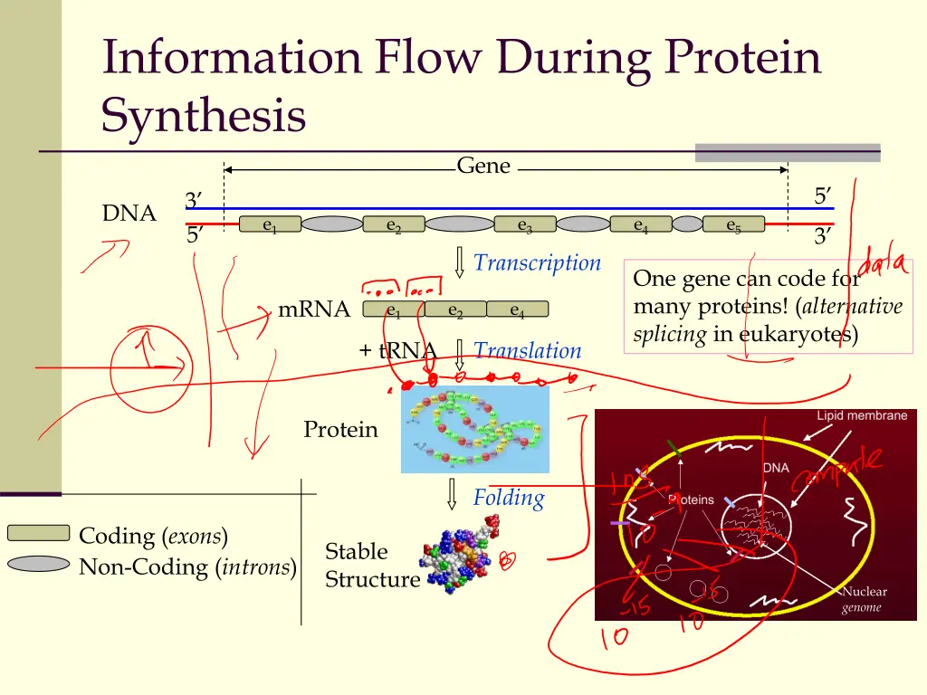 information flow during protein synthesis gene