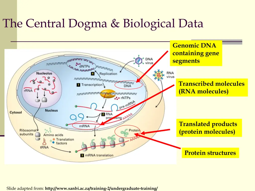 the central dogma biological data