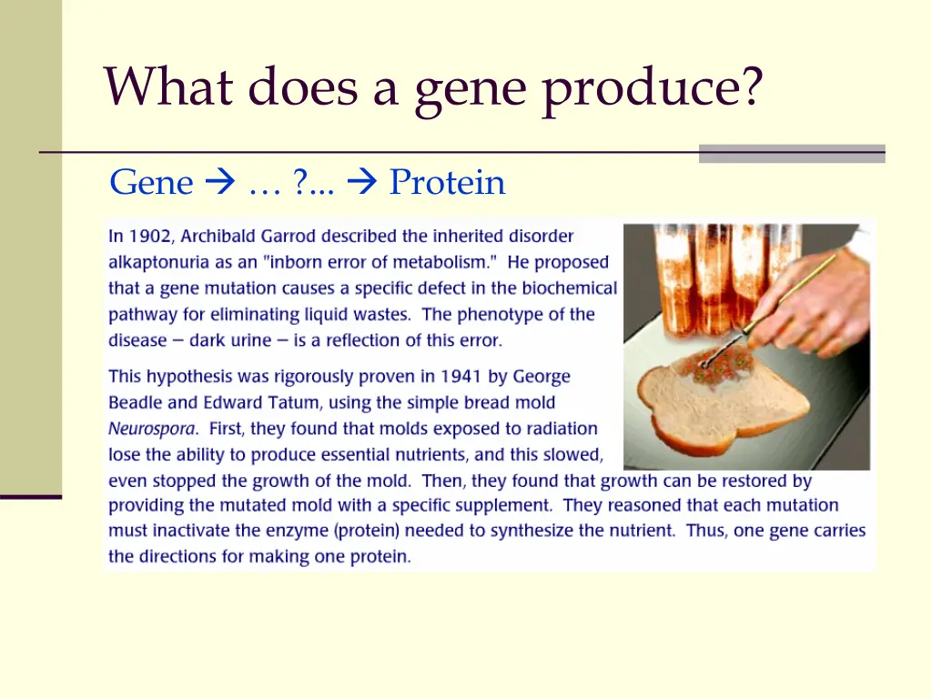 what does a gene produce