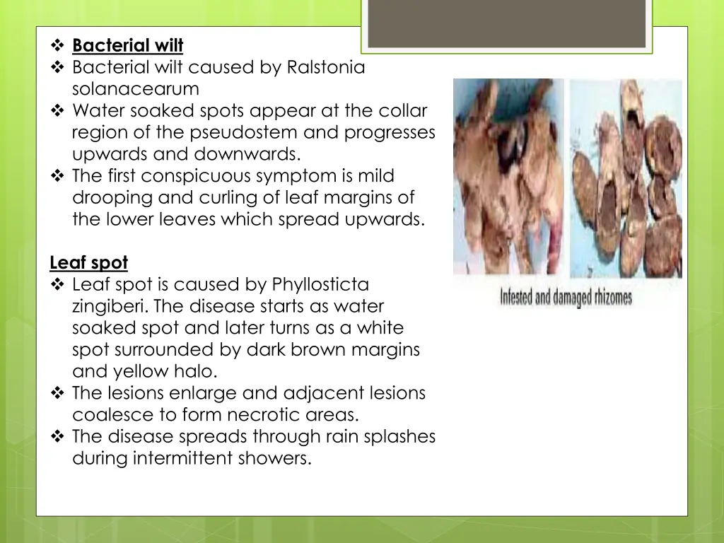 bacterial wilt bacterial wilt caused by ralstonia