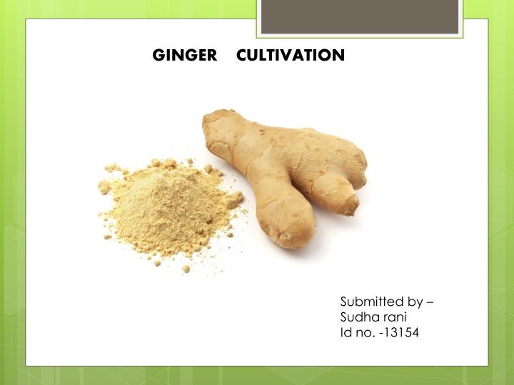 ginger cultivation