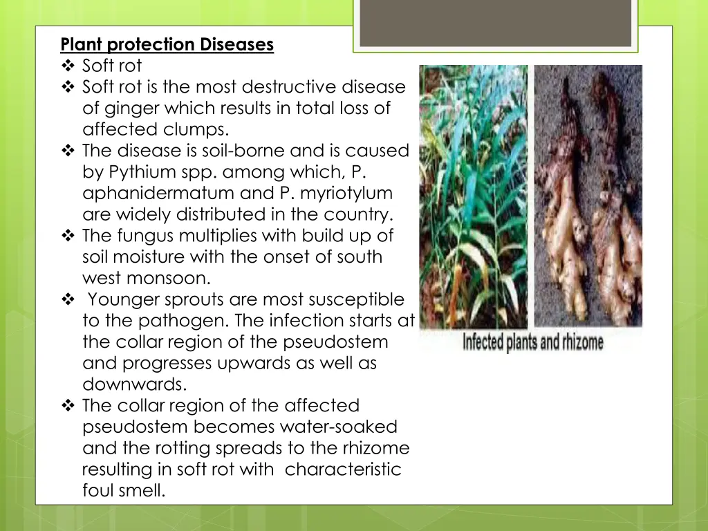 plant protection diseases soft rot soft