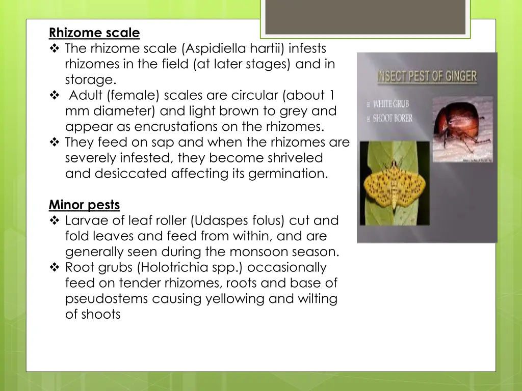 rhizome scale the rhizome scale aspidiella hartii