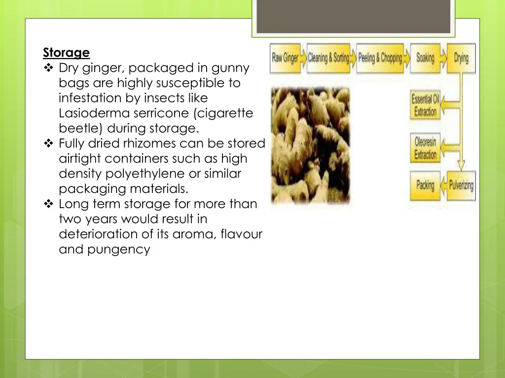 storage dry ginger packaged in gunny bags