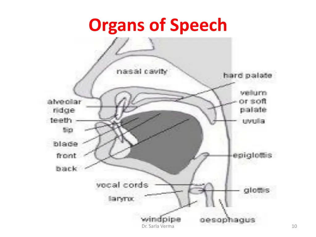 organs of speech