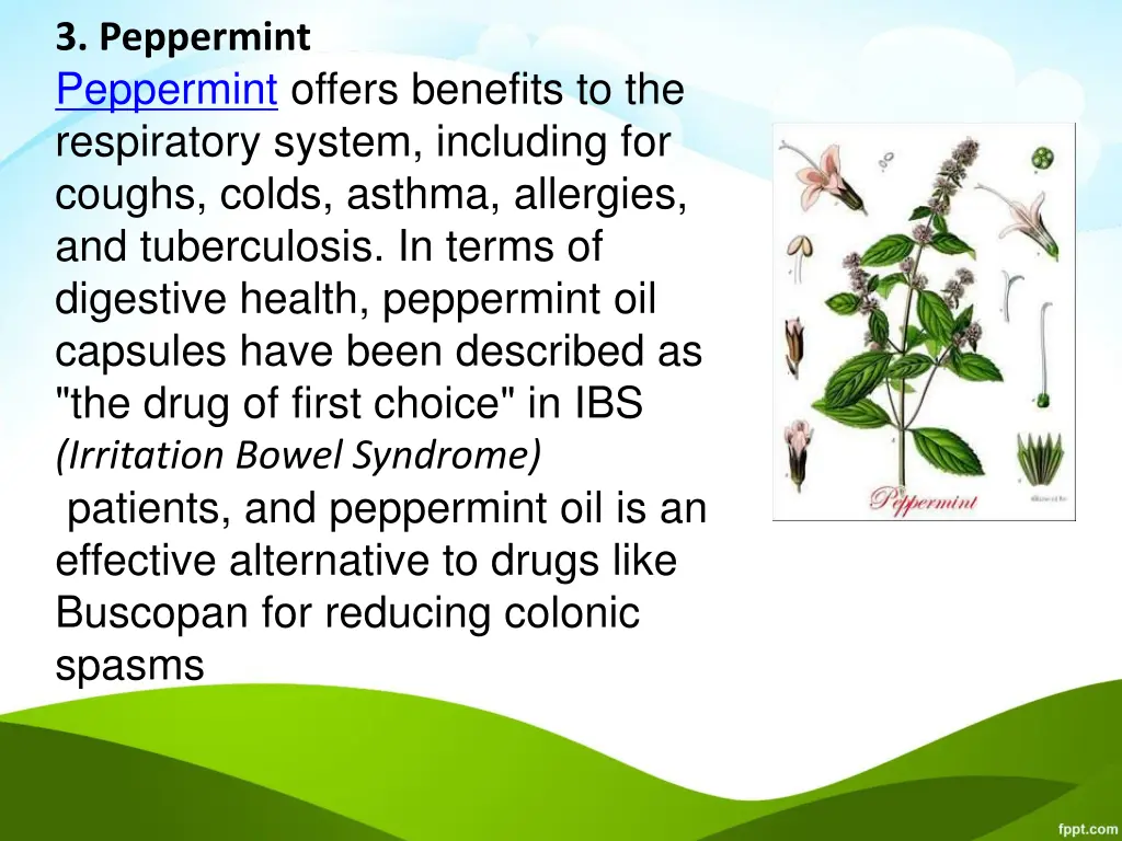 3 peppermint peppermint offers benefits