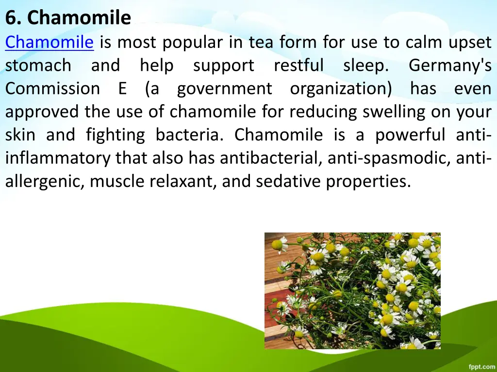 6 chamomile chamomile is most popular in tea form