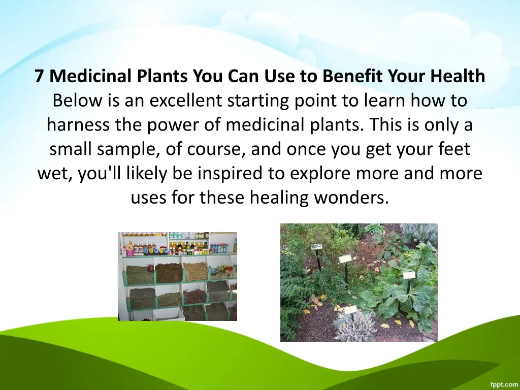 7 medicinal plants you can use to benefit your