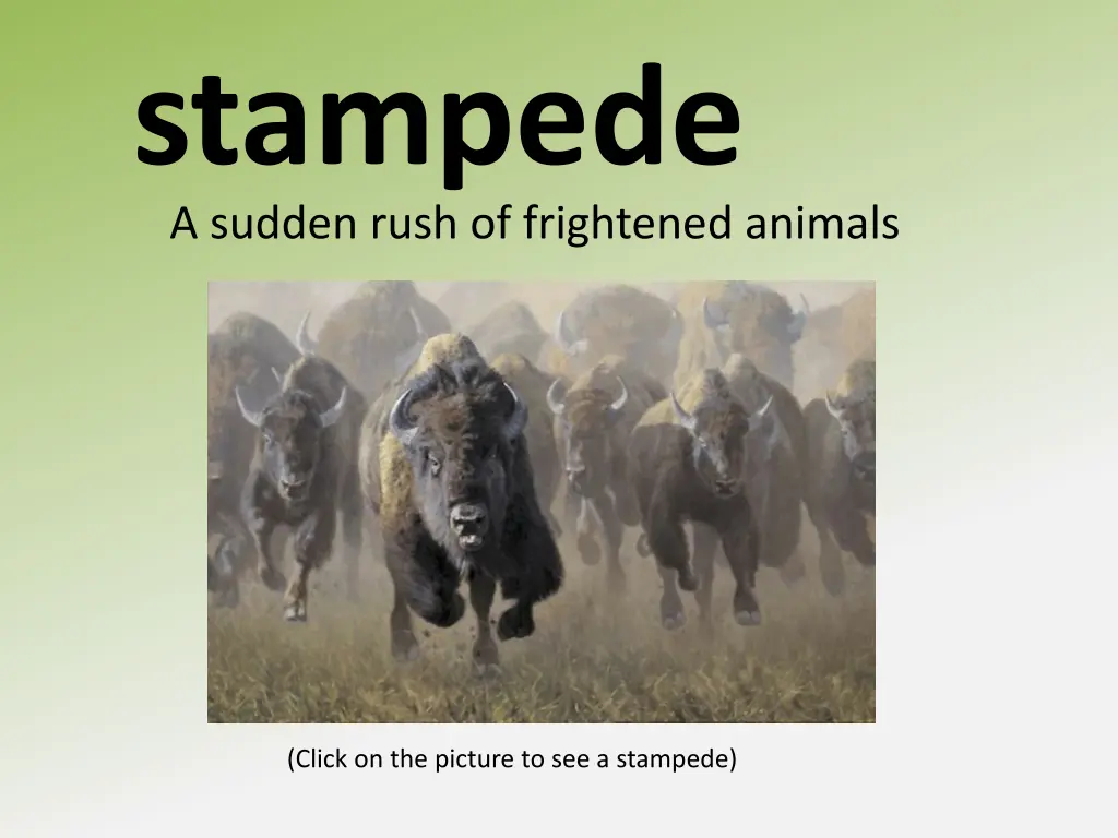 stampede a sudden rush of frightened animals