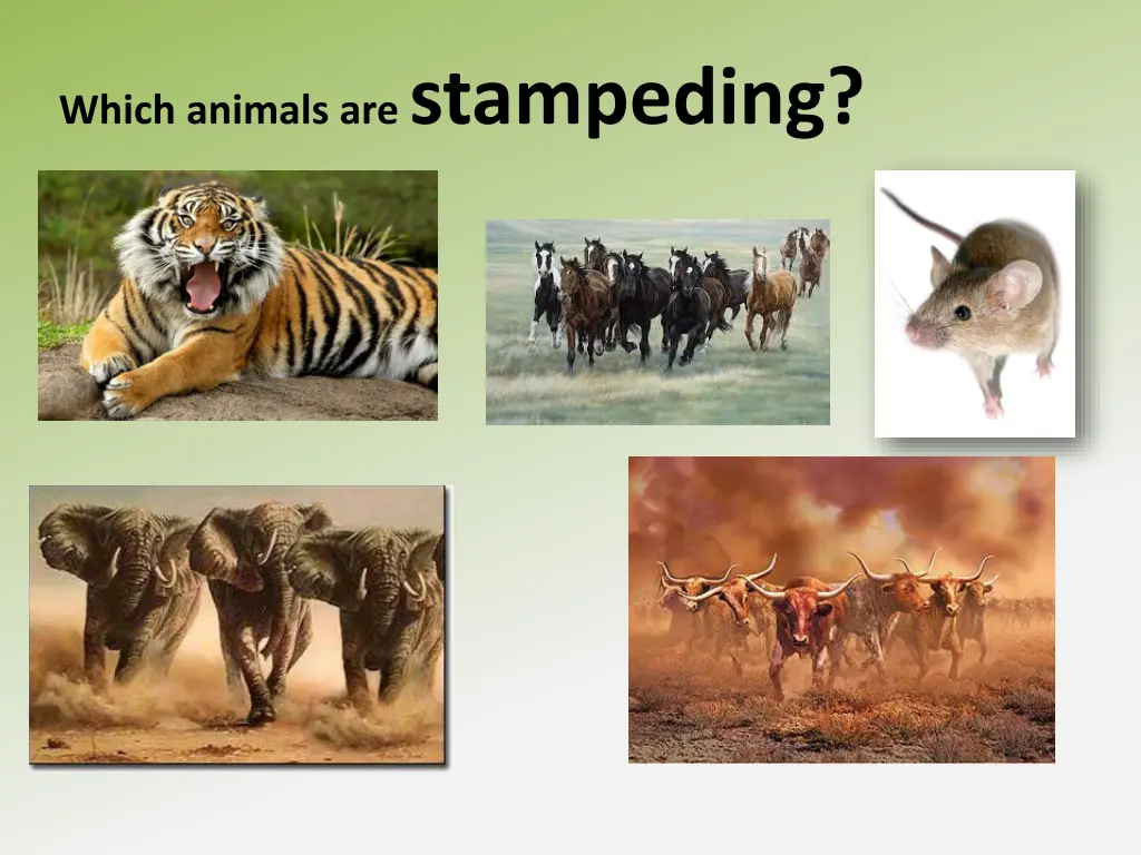 which animals are stampeding