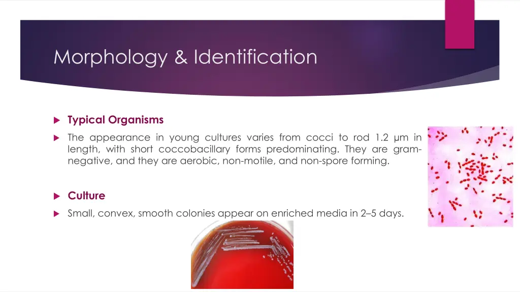 morphology identification