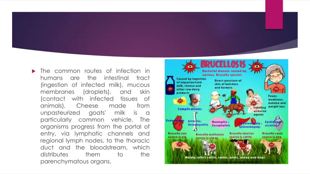 the common routes of infection in humans