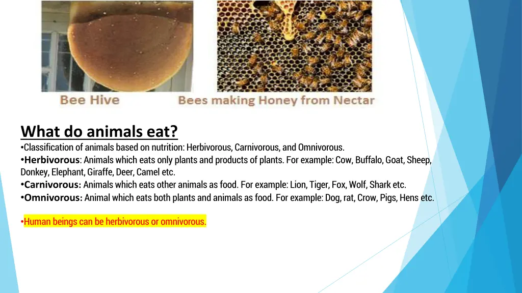 what do animals eat classification of animals