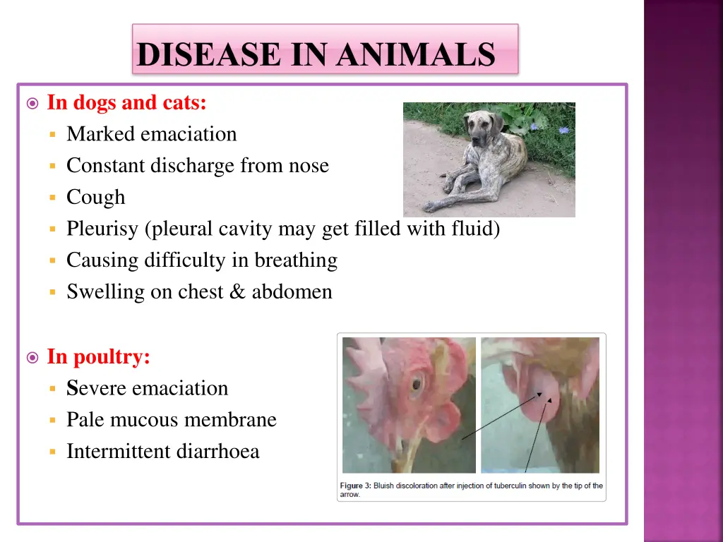 disease in animals 1