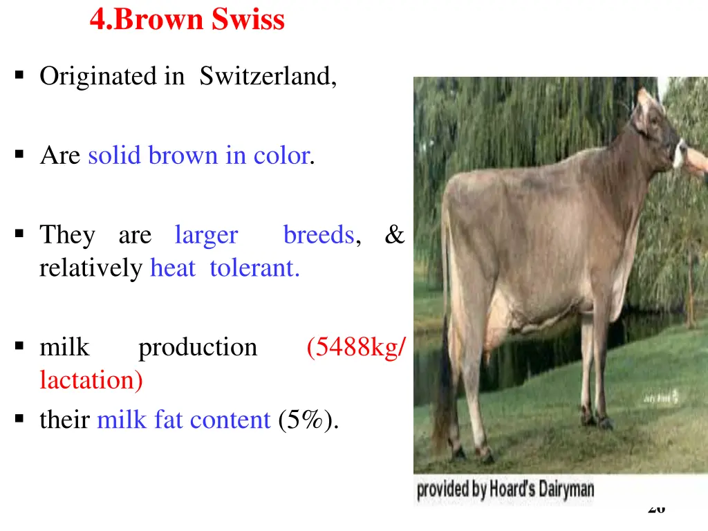 4 brown swiss